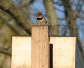 Northern Flicker "at the ready"