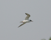 Gliding Forster's Tern