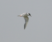 A Hunting Forster's Tern