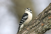 Front Downy Woodpecker