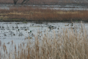 Gilmore Ponds Wetlands