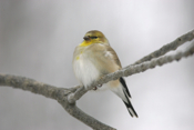 An Awesome American Goldfinch