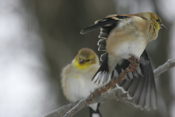 Pair of American Goldfinch