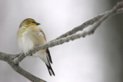 Beautiful American Goldfinch Profile