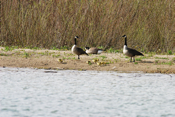 The First Goslings this Spring