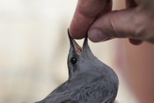 Hatch-year Gray Catbird