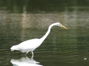 Great Egret Sideview