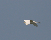 Great Egret More Flight