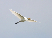 Special Great Egret
