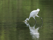 Great Egret Hunting