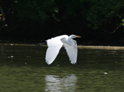 Profile Great Egret