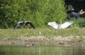 Great Egret and Great Blue