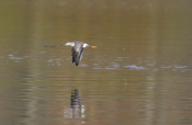 Another Greater Yellowlegs Flight Perspective