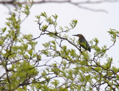 Green Heron Locust Tree
