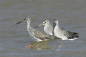 Bunched Up Greater Yellowlegs
