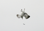 Ring-Billed Gull Playing Catch