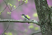 Hairy Woodpecker with Redbuds