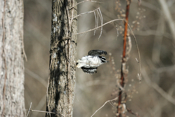 Takeoff Hairy Woodpecker