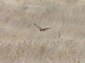 The "Cruise"-Northern Harrier