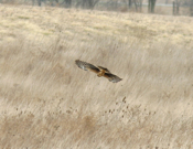 The "Attack"-Northern Harrier