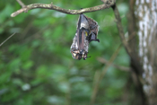 Hanging Hoary Bat