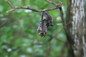Hoary Bat Roosting