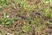 Kirtland's Snake "Dorsal View"