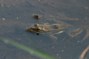 Leopard Frog "Water View"