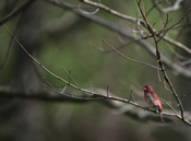 Another Prespective of  Purple Finch