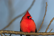 Front Northern Cardinal