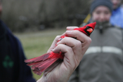Captured Male Northern Cardinal