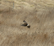 The "Hover"-Northern Harrier