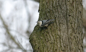 White-breasted Nuthatch Flank