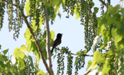 Orchard Oriole Male Calling