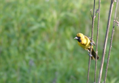 Orchard Oriole Female on Reed