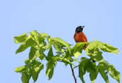 Orchard Oriole Chest