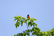 Orchard Oriole High Spot