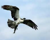 Osprey Inflight with Fish