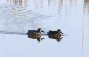 Pair Blue-winged Teal Close-up