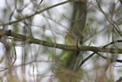 Palm Warbler Side View