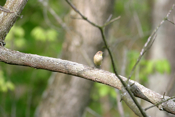 Palm Warbler Branch