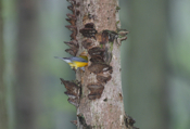 Prothonotary Warbler Entering Nest