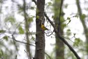 Prothonotary Warbler Lookout