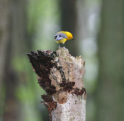Prothonotary Warbler on Top