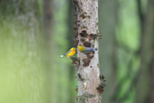 Pair Prothonotary Warblers