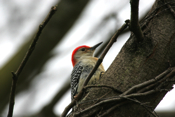 Profile Red-bellied Woodpecker