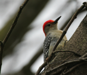 Closeup Red-bellied Woodpecker