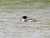 Red Breasted Merganser Solitary Male