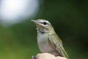 In-hand Red-eyed Vireo