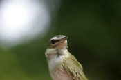 Red-eyed Vireo Front